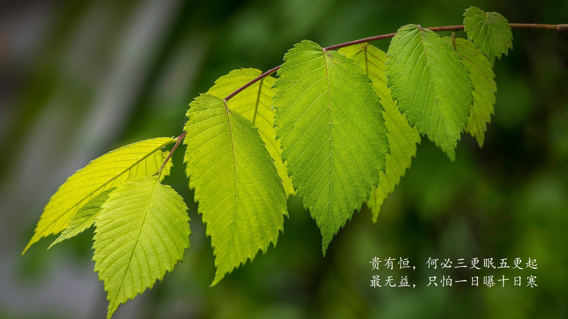 莱加内斯不敌塞维利亚，遭遇失利，11日23日莱加内斯对巴塞罗那比赛直播