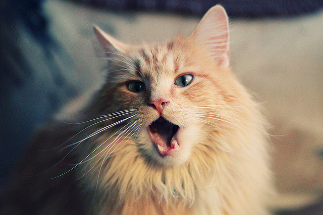 保利娜·普费夫跳台决赛精彩瞬间回顾