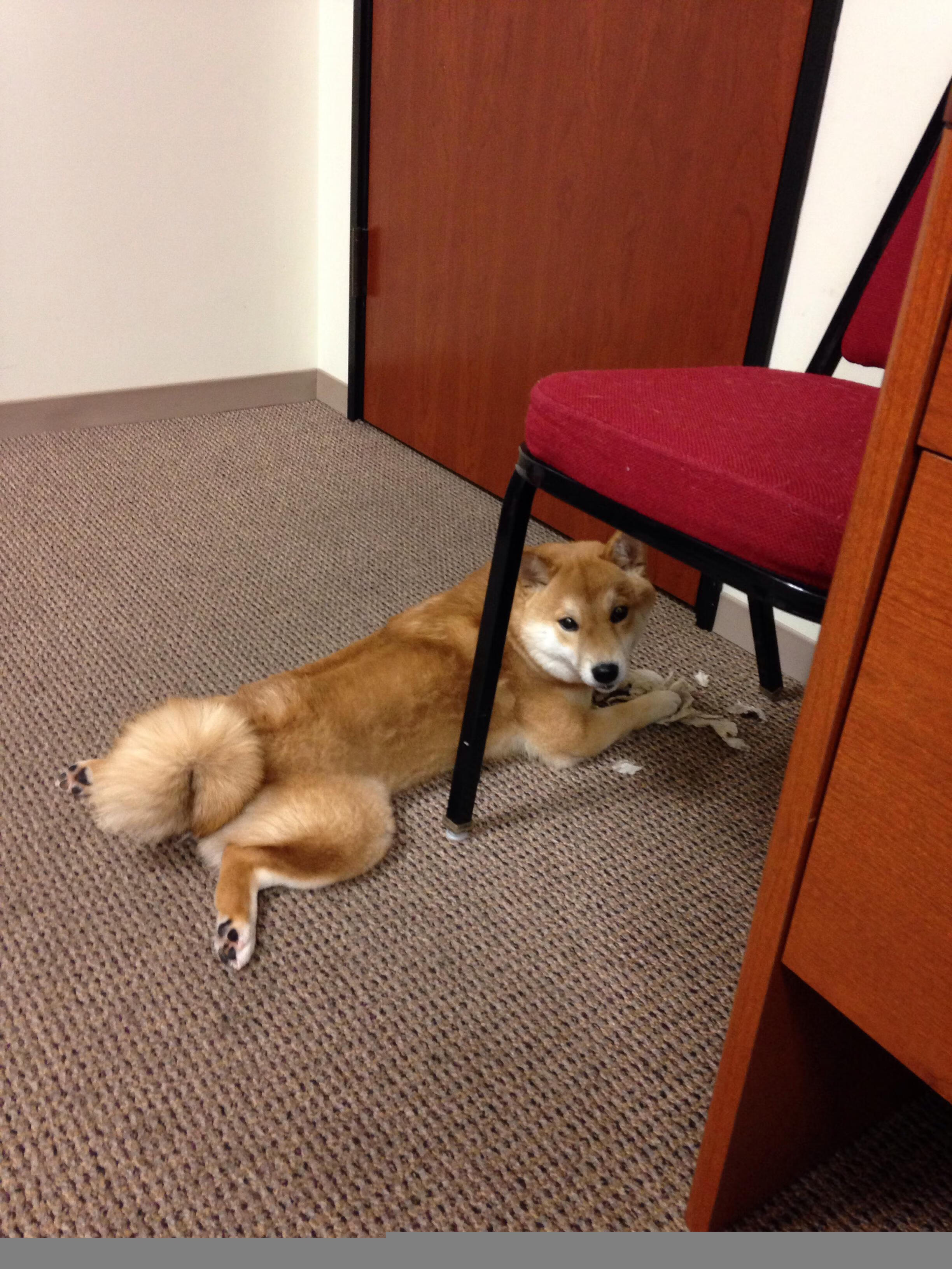 拜仁成功卫冕冠军德甲联赛，拜仁德甲赛程